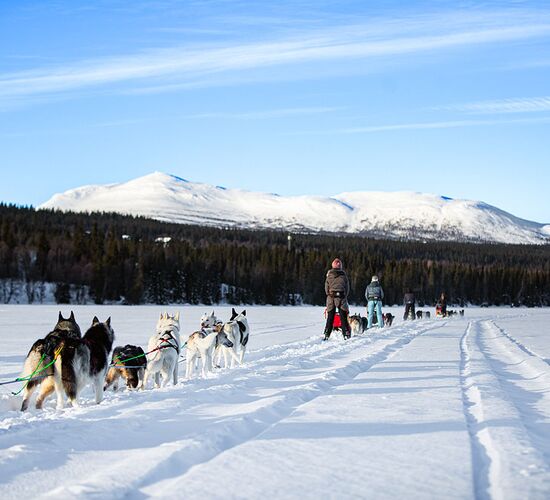 Winter week on a dogsled © taikuri