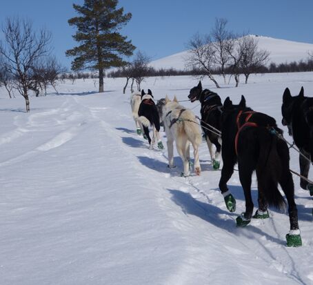 Anspruchsvolles Reiterabenteuer in Lappland © wilderness huskies siperia