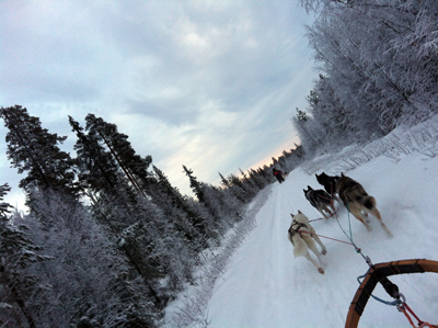 sled dog tours canada