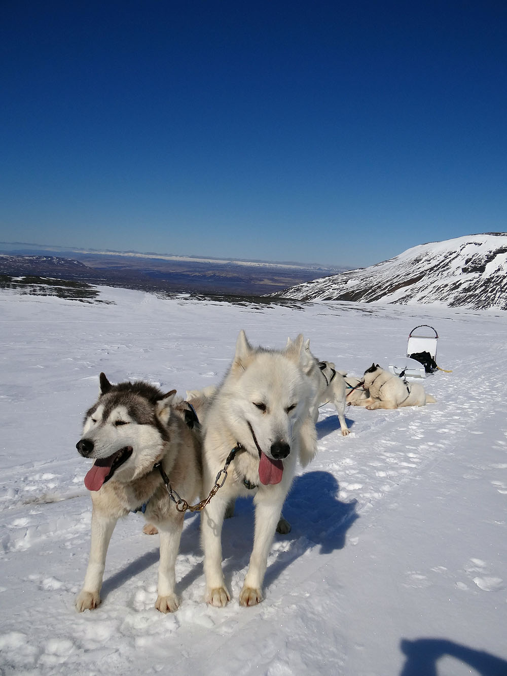 iceland dog sled tours